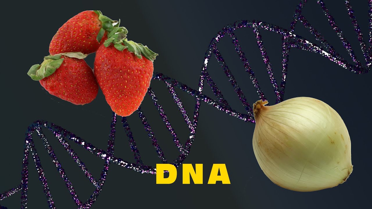Como extrair o DNA de frutas, vegetais e humano!