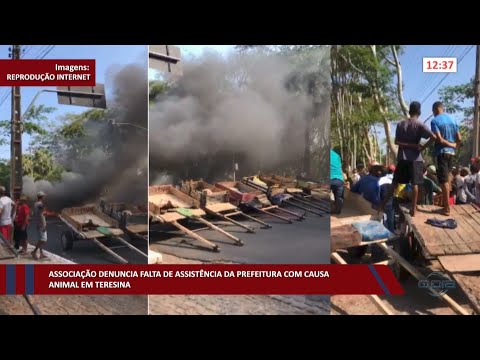 Associação denuncia falta de assistência da Prefeitura com causa animal em Teresina 27 10 2022