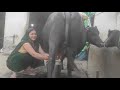 Your Demand P Saree Special Milking Vlog Buffalomilkingbyhand