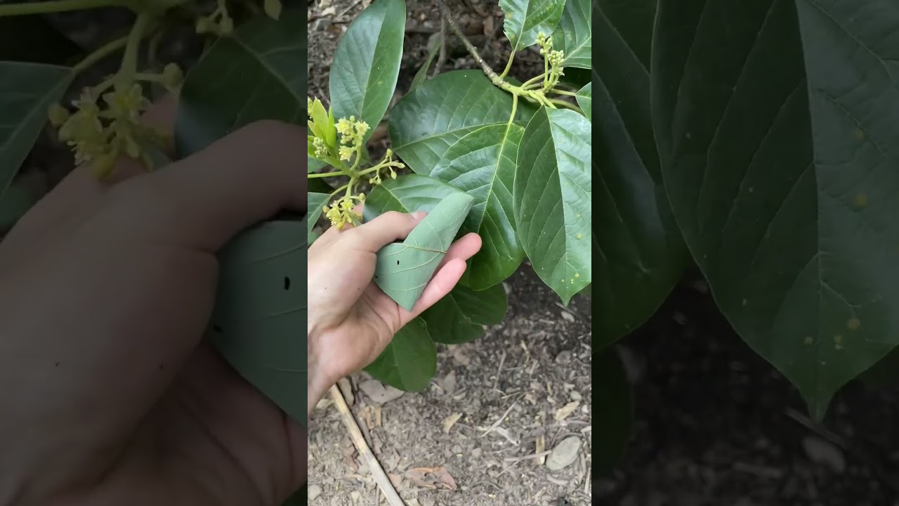 5-second farmer's trick to test plant health