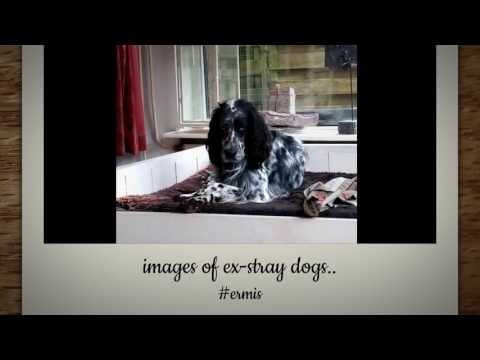 love is all you need- lemnos shelter adoptions