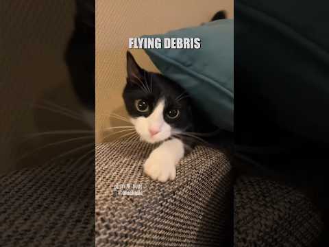 paw enforcement 2 🎥: @lilochipie #shorts