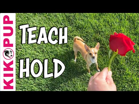 What is Clicker Training