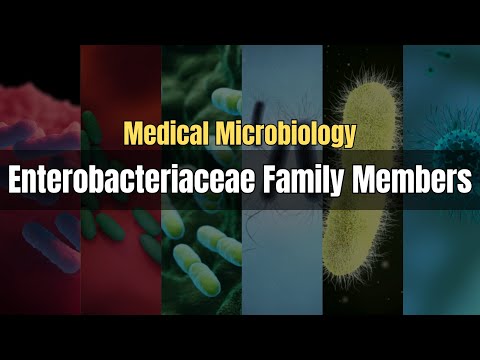 Enterobacteriaceae Family Members Explained | Gram Negative Bacilli | Medical Microbiology Lectures