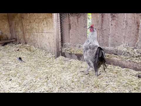 2020...Chocolate Henny Stag