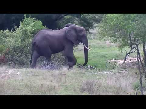 Djuma: Lone Elephant bull drinks at the pan - 17:15 - 11/01/2022