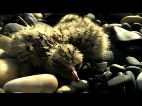 Little Terns at Kilcoole