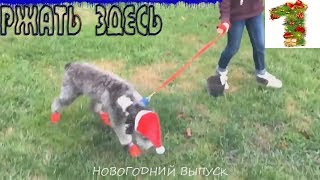 лучшие приколы прошедшего года смешные моменты Ржать здесь #1