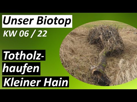 Totholzhaufen am kleinen Hain - #Biotop - KW 06 / 2022