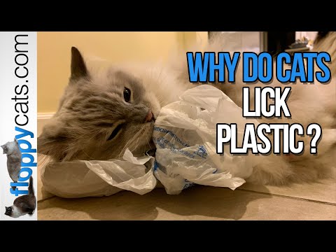 Cat and Plastic Bag: Why Do Cats Lick Plastic? - Floppycats