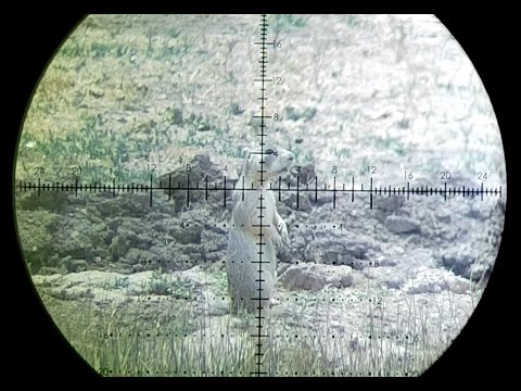 Hill to Hill RPR 17 HMR Präriehund