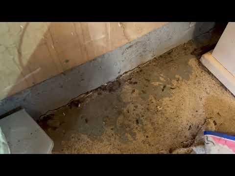 Rats Overrun Garage in Princeton Junction, NJ