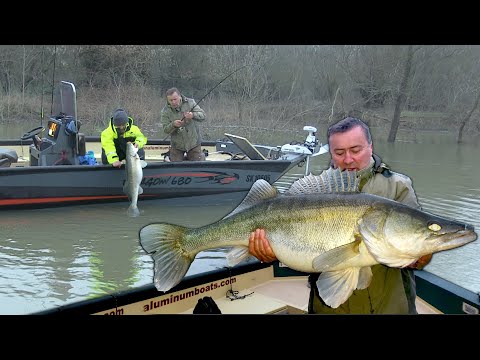 Pecanje smuđa na reci Savi kod Lonjskog polja u Hrvatskoj II deo