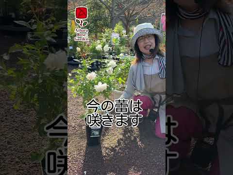 裸根のバラの茂みを植える方法のビデオ説明書