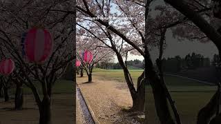 Download lagu Indahnya bunga sakura #sakura #jepang #jepangindonesia #spring #birds #nature mp3 Download lagu Indahnya bunga sakura #sakura #jepang #jepangindonesia #spring #birds #nature mp3