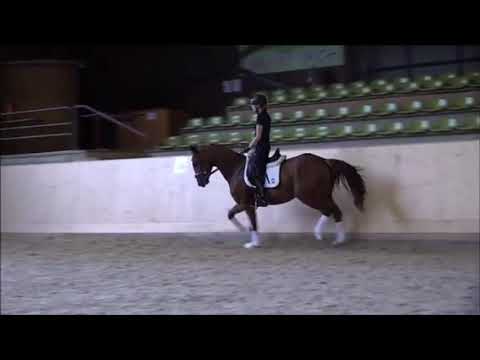 "Rodolfino" geb. 2018 v. Rotspon-Del Piero