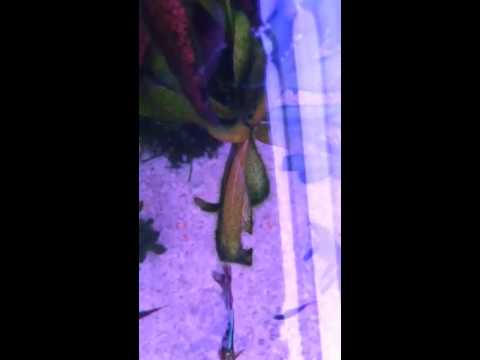 comment augmenter kh aquarium