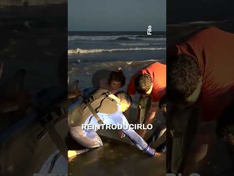 🔴 Sorpresa en San Clemente: apareció un zifio en la costa bonaerense 🐋🔻