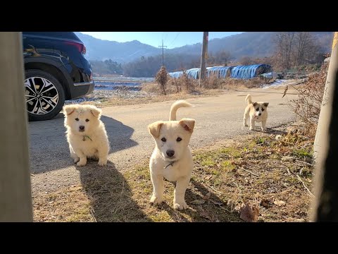 시골 강아지들이 진짜 귀여운 이유