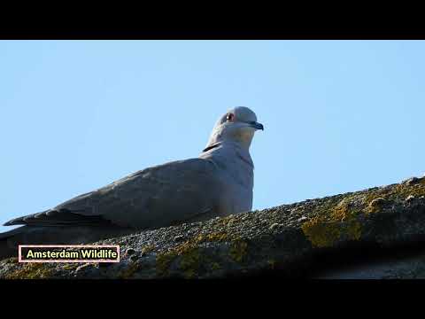 Collared dove call/sound