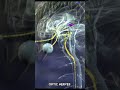 What is the Optic nerve ? #optic #nerves #eyes