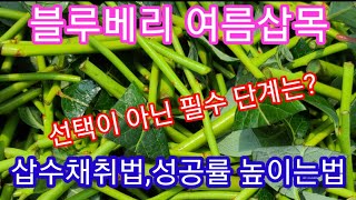 블루베리 녹지삽목(여름삽목) 하실분~~ 저온창고?,냉장고?김치냉장고에 겨울잠은 필수 입니다~ 블루베리 재배방…