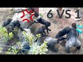6vs1 Gorilla Fight Silverback Haoko Attacks Son Riki And Made Gorillas Angry