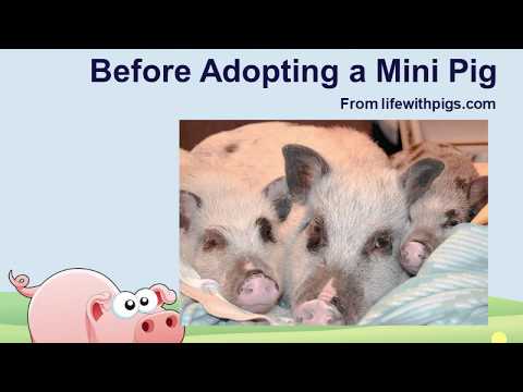 10 Questions to Ask Before Adopting a Mini Pig