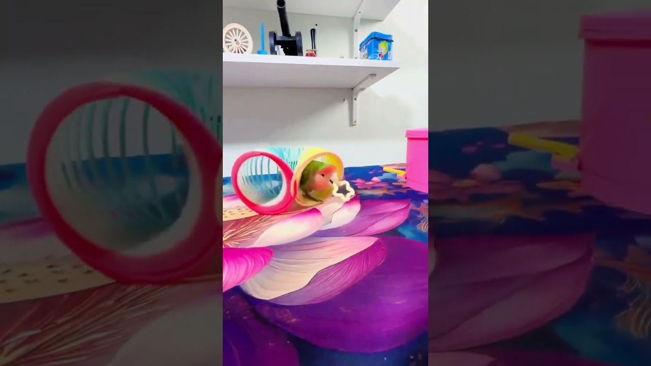 Bird Training:smart lovebird parrot l smart little cute parrot  #training#smartparrot#cute