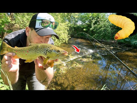 Ich Angel mit Bienenmade auf wilde Forellen und bin BAFF