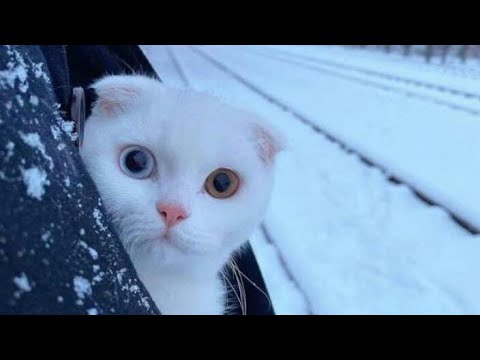 van cat playing with unknown thing