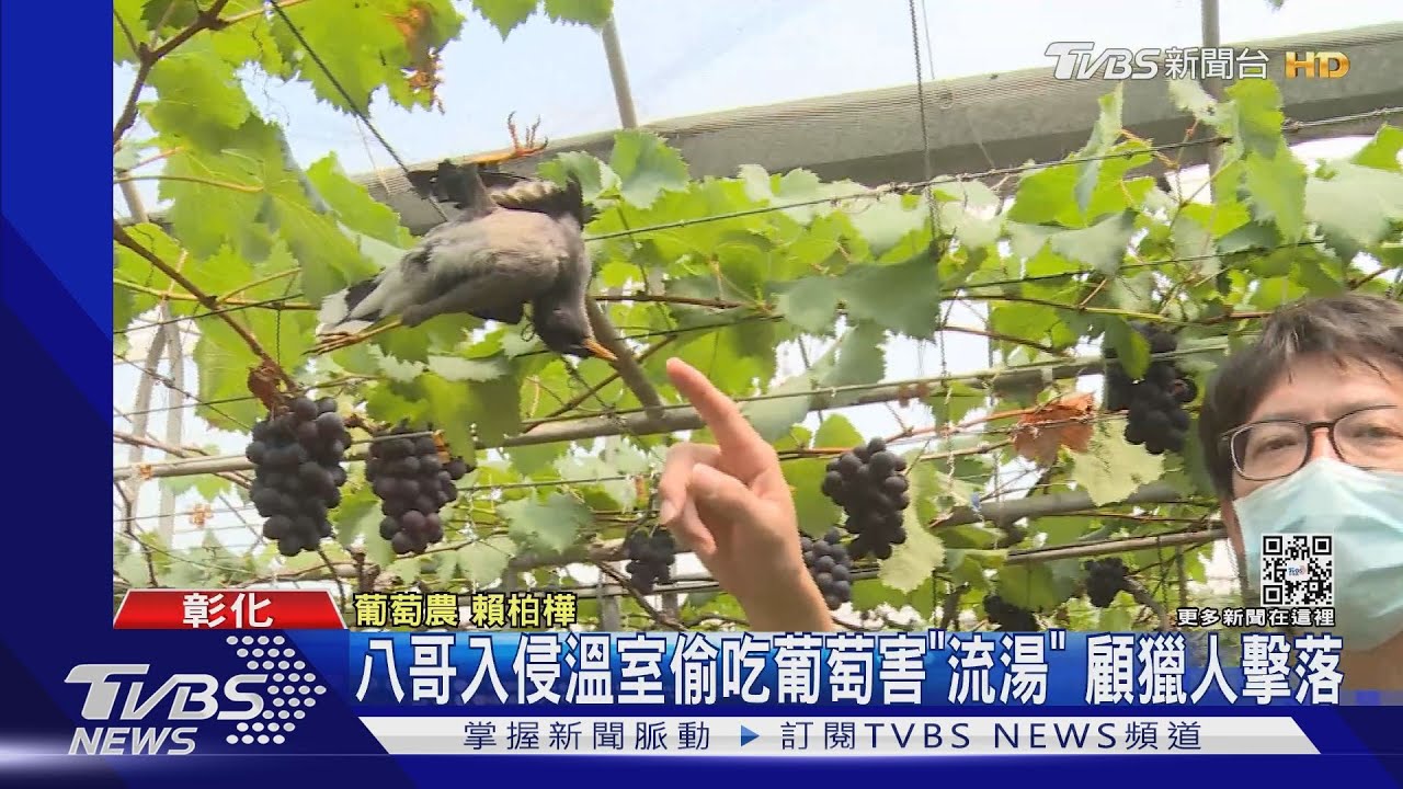 八哥入侵溫室偷吃葡萄害「流湯」　獵人持槍擊落