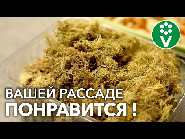 КОРНИ РАССАДЫ БУДУТ РАСТИ КАК СУМАСШЕДШИЕ, если добавить ЭТО в грунт