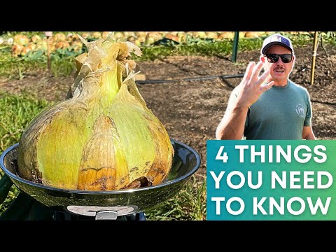4 THINGS TO KNOW Before Planting Onions