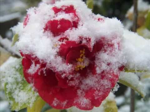 INESSA GALANTE Casta Diva - (INFO) -  Garden Chinese rose in snow / Hydrangeas etc