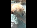 Perro hace burbujas en la piscina a la orden de su dueña