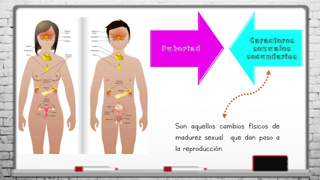 Watch Funcionamiento de los aparatos sexuales y sistema glandular 5° Grado Now Funcionamiento de los aparatos sexuales y sistema glandular 5° Grado