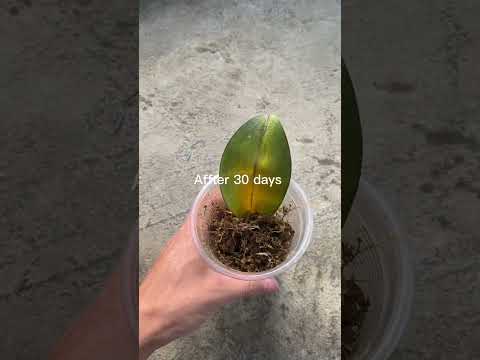 Propagate orchid leaves with aloe vera #shorts