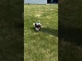 Cockapoo dogs for sale: Atlas - Video 1