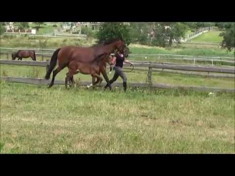 *2015 Stutfohlen von Millennium / Stedinger