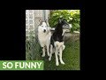 Husky Howls To Neighbor Dog Down The Street