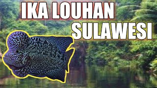 Download lagu Title Louhan Fish Fishing Makes The Float Always Trigger || JMPONG FISHING#JM-62 mp3