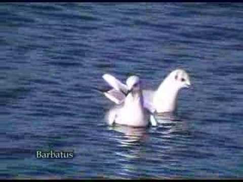 Gaviota reidora ( Larus ridibundus )  Black-headed Gul