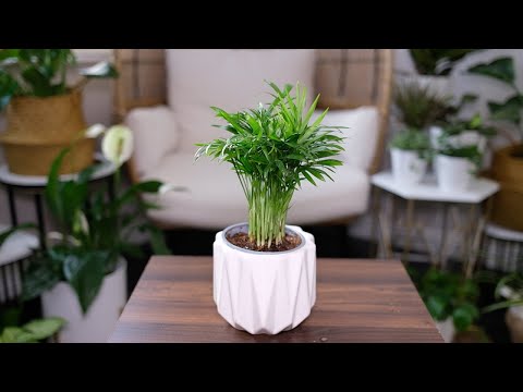 Neanthe Bella Palm (Chamaedorea Elegans) Care & Growing Guide - Plant Mom Care