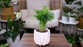 Neanthe Bella Palm (Chamaedorea Elegans) Care & Growing Guide - Plant Mom Care