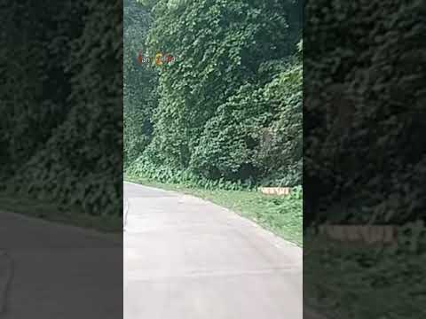 #186 : A Ride from Canla-on City Negros Oriental down to La Castellana Negros Occidental 🇵🇭 #Shorts