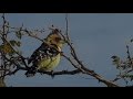 SafariLIVE PM Drive 08/16/16