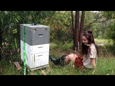 So you want to be a beekeeper? || Keeping bees for beginners Australia