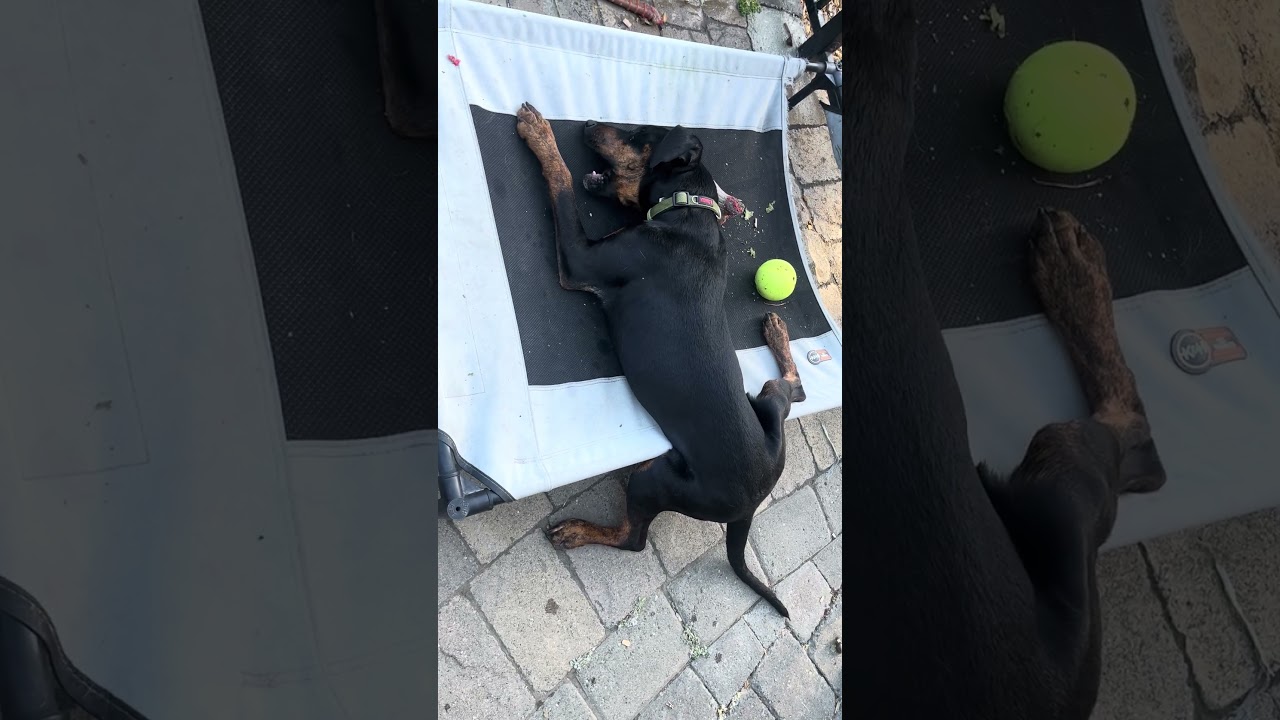 Peppa, a ADOPTABLE mixed breed in Pleasanton, CA video 4/6