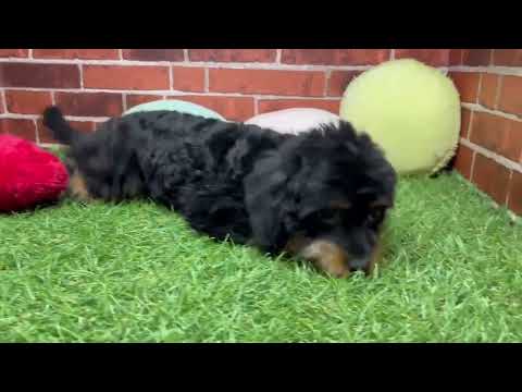 Tienda de animales Coo&RIKU 648403 MIX